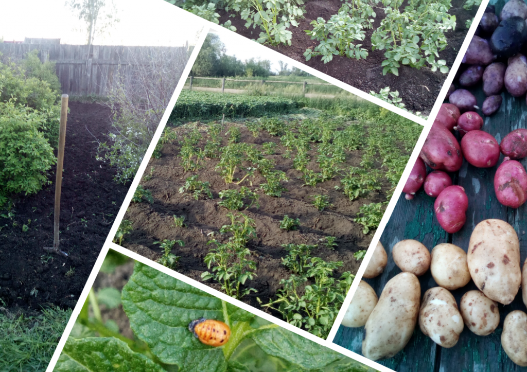 Лето зарытое в землю.png Лето зарытое в землю.png